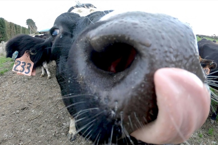 Rülpser und Fürze: Neuseeland verzichtet auf geplante Steuer auf Rinder-Emissionen