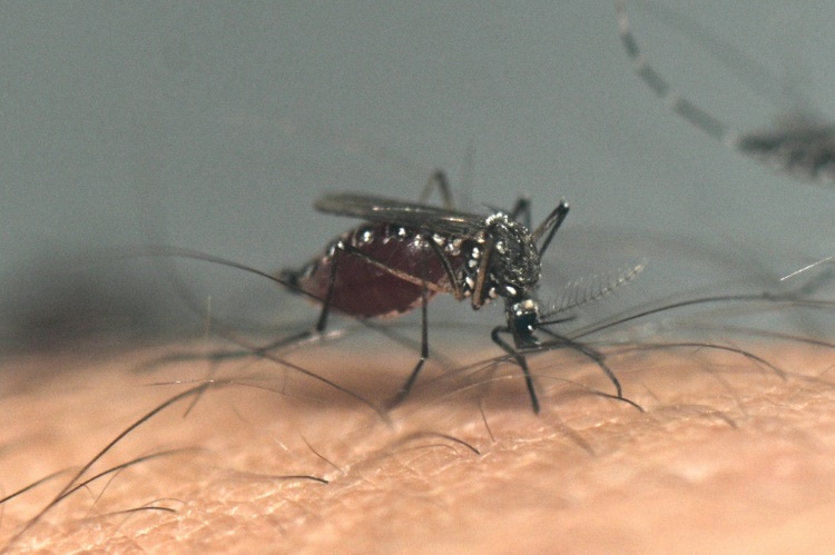 EU-Behörde: Von Mücken übertragene Krankheiten nehmen im Zuge des Klimawandels zu