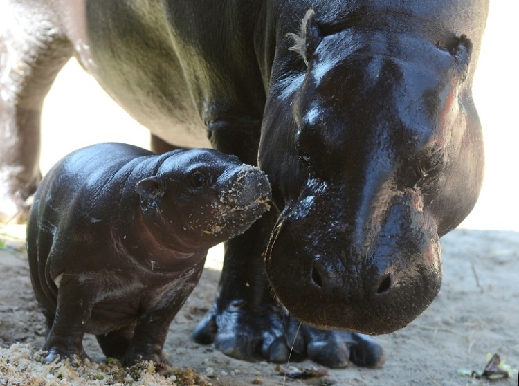 Klein wie ein Mischbrot: Nachwuchs bei Zwergflusspferden in Berliner Zoo