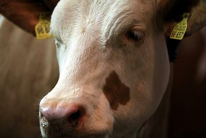 Bauernverband fordert Verzicht auf neues Tierschutzgesetz