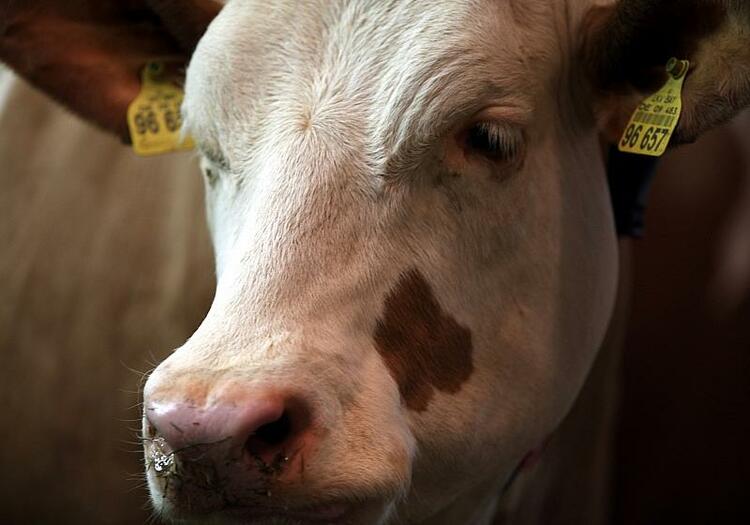 Bauernverband fordert Verzicht auf neues Tierschutzgesetz