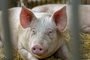 EU-Zolle auf E-Autos: China droht mit Manahmen bei Schweineimporten