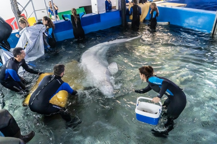 Zwei Belugawale aus Ukraine nach Spanien gebracht