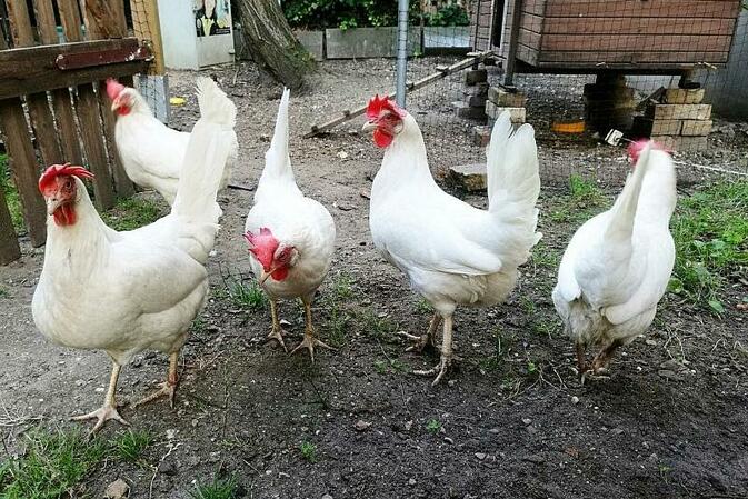 Virologe beklagt US-Intransparenz bei Ausbreitung der Vogelgrippe