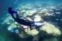 Korallenbleiche in Malaysia: Mehr als die Hlfte der Riffe betroffen