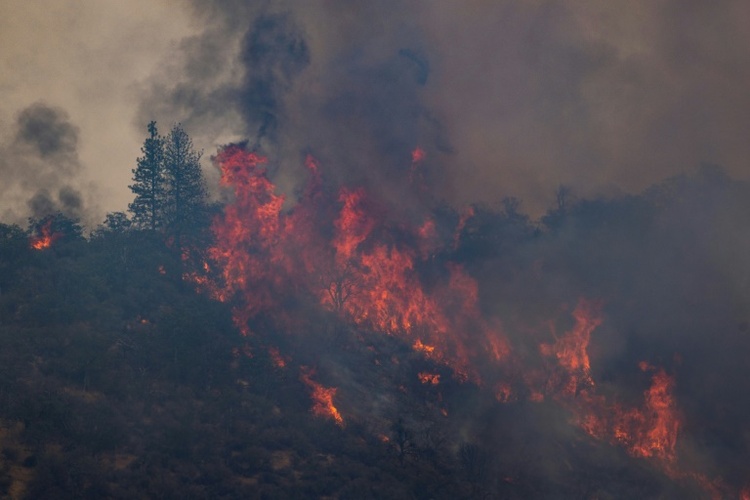 Studie: Häufigkeit und Intensität von Waldbränden hat sich seit 2003 verdoppelt