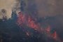 Studie: Hufigkeit und Intensitt von Waldbrnden hat sich seit 2003 verdoppelt