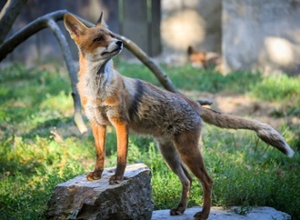 Kleiner Fuchs verfngt sich in Offenburg in Fuballtor - Jugendliche retten Tier