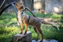 Kleiner Fuchs verfngt sich in Offenburg in Fuballtor - Jugendliche retten Tier