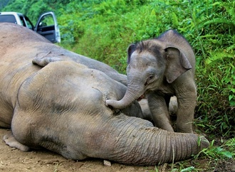 Alarmruf fr den Borneo-Elefanten: Nur noch rund tausend Tiere in freier Wildbahn