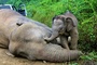 Alarmruf fr den Borneo-Elefanten: Nur noch rund tausend Tiere in freier Wildbahn