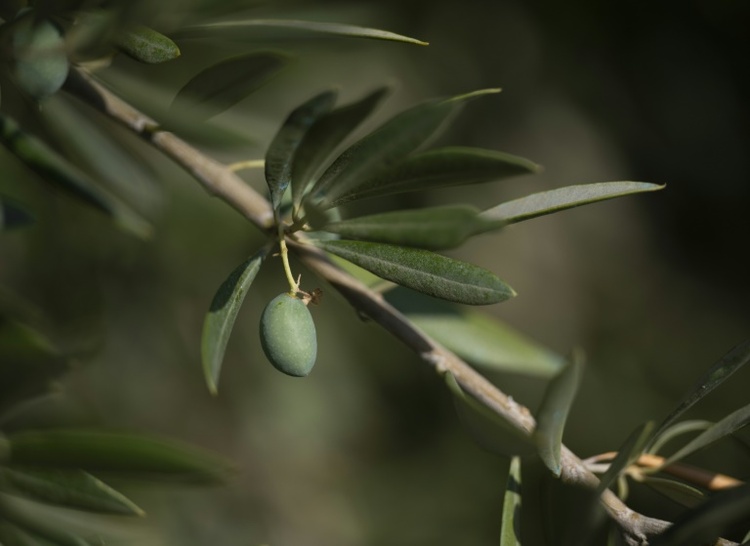Olivenöl-Kongress in Madrid diskutiert Strategien gegen den Klimawandel