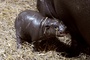 Zwergflusspferdbaby in Berliner Zoo entwickelt sich zum Internetstar