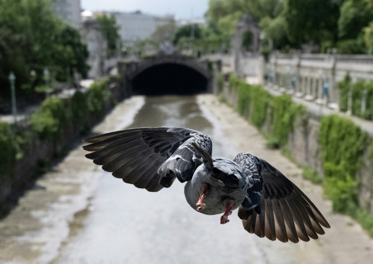 Nach Entscheidung über Taubentöten in hessischem Limburg: 200 Vögel vor Umsiedlung