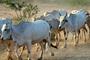 Zebu-Rinder in Hessen vergiftet - fnf Tiere tot