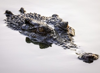Australien: Polizei findet totes Mdchen nach mutmalichem Krokodil-Angriff