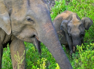 Amok laufender Elefant verletzt bei Prozession in Sri Lanka 13 Menschen
