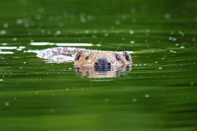 Vermeintliches Krokodil in Fluss in Rheinland-Pfalz entpuppt sich als Biber