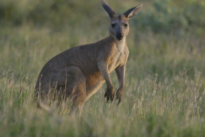 Erschossen oder mit Auto gerammt: Australien untersucht Ttung von 65 Kngurus