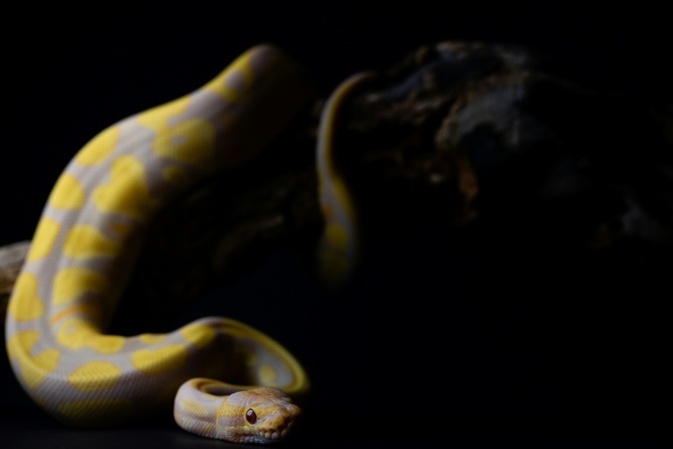 Zoll in Emden findet Pythonhaut in Paket aus Grobritannien