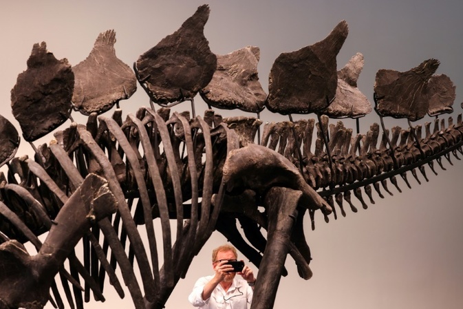 Grtes Stegosaurus-Skelett soll in New York versteigert werden