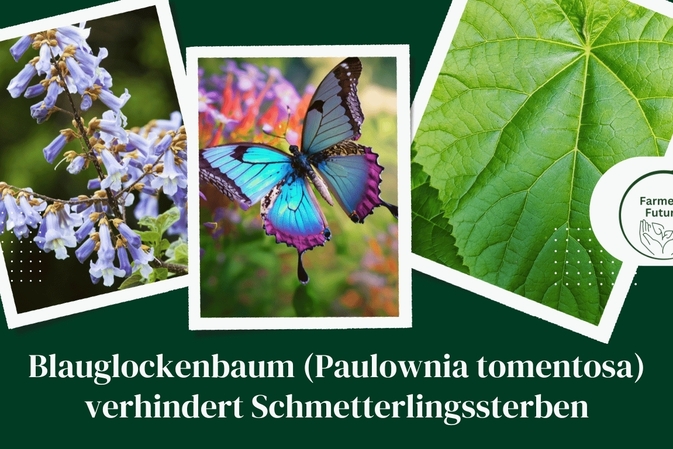 Farmers Future - Blauglockenbaum (Paulownia tomentosa) verhindert Schmetterlingssterben
