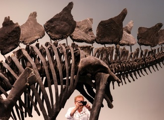 Grtes Stegosaurus-Skelett fr 44,6 Millionen Dollar versteigert