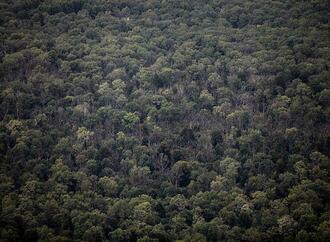 Naturverbnde: Wald vermllt immer mehr