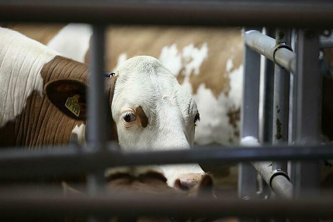 Verband will Bund-Länder-Sonderkonferenz zu Tierhaltungslabel
