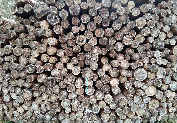 Bund plant CO2-Abgabe auf Holzenergie