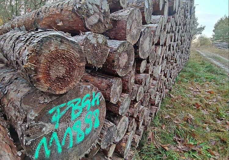 Wirtschaftsministerium dementiert geplante CO2-Abgabe auf Holz