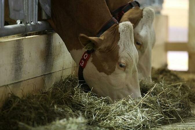 Landwirtschaftliche Erzeugerpreise steigen weiter