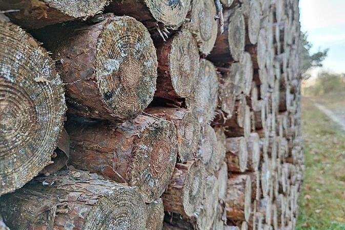 Özdemir plant hohe Bußgelder für ungenehmigte Kahlschläge