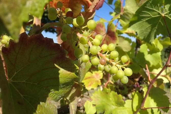 Bauernpräsident rechnet mit gutem Weinjahrgang