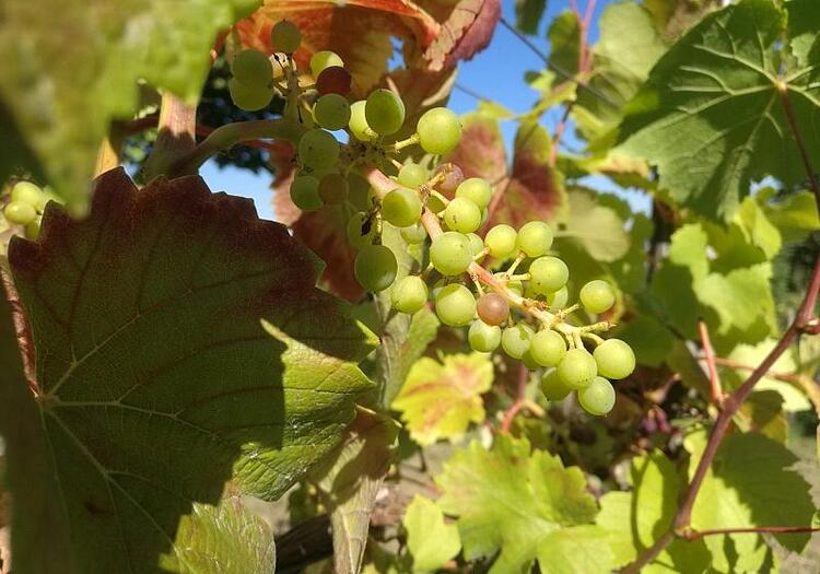 Bauernpräsident rechnet mit gutem Weinjahrgang