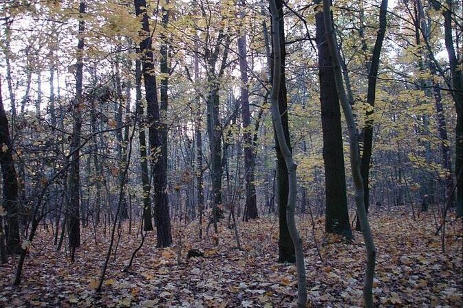 Deutscher Wald durch Klimakrise erheblich geschädigt