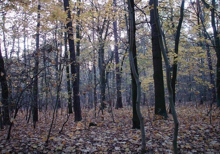 Deutscher Wald durch Klimakrise erheblich geschädigt