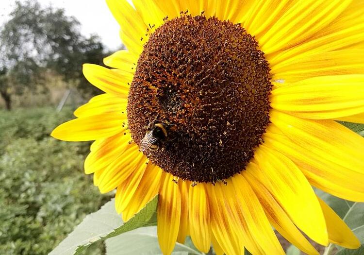 BUND erhebt Verfassungsklage auf bessere Naturschutzgesetzgebung