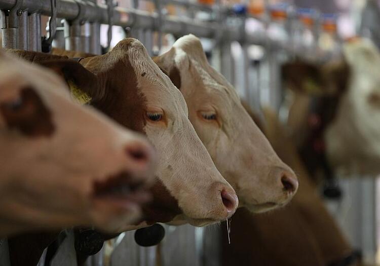 Kuhbestand verringert sich weiter