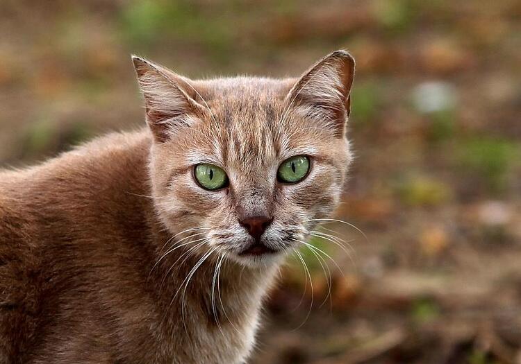 USA: Katzenfutter wegen Vogelgrippe-Verdacht zurückgerufen