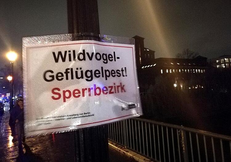 Geflügelpest im Landkreis Wittenberg bestätigt
