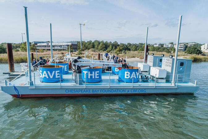 Delikatesse und unersetzlich fürs Ökosystem: 10 Milliarden neue Austern für die Chesapeake Bay