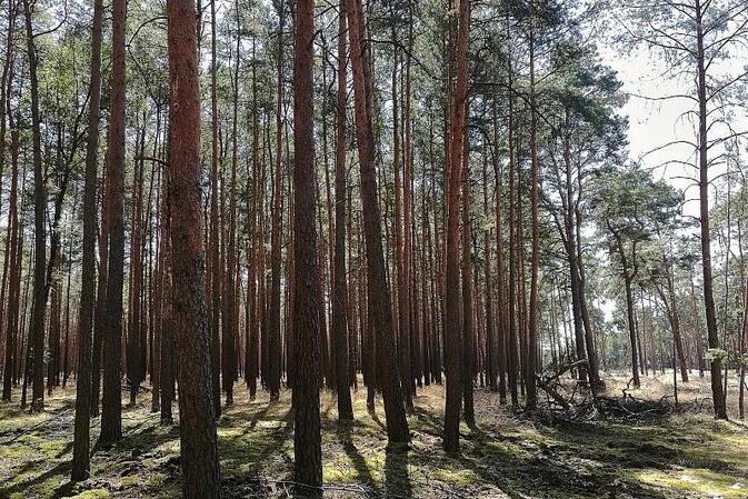 Studie: Waldsterben gefährdet Trinkwasserqualität