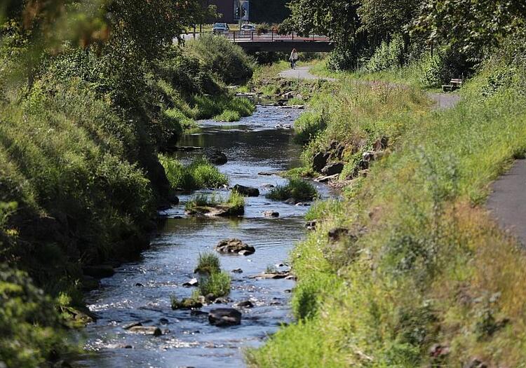 Studie: Biber schaffen Lebensräume und steigern Artenvielfalt