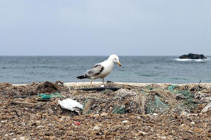 Studie: Mikroplastik gefährdet Korallen im Mittelmeer