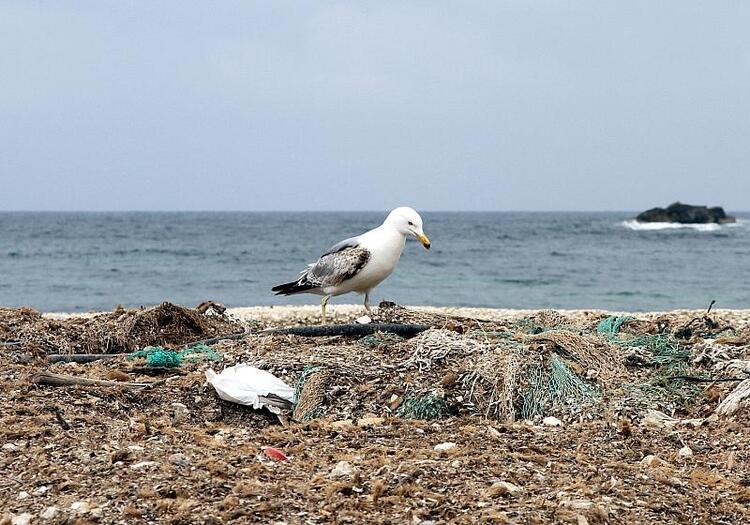 Studie: Mikroplastik gefährdet Korallen im Mittelmeer