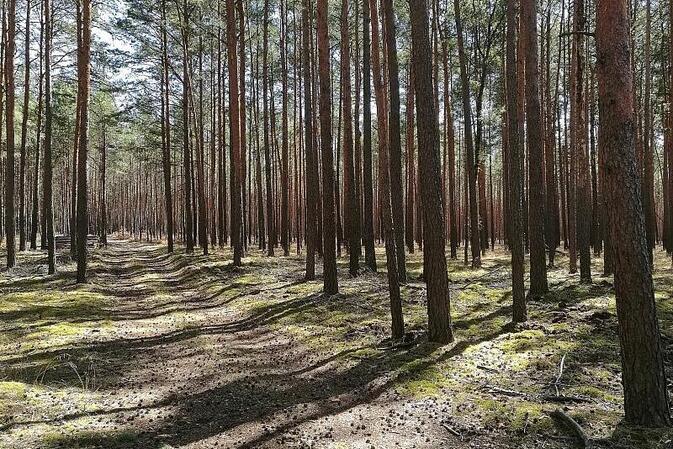 Zustand der Wälder weiter besorgniserregend