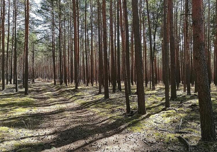 Zustand der Wälder weiter besorgniserregend