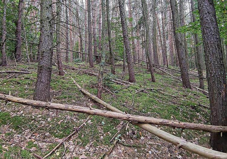Feuerwehrverband warnt vor steigender Waldbrandgefahr