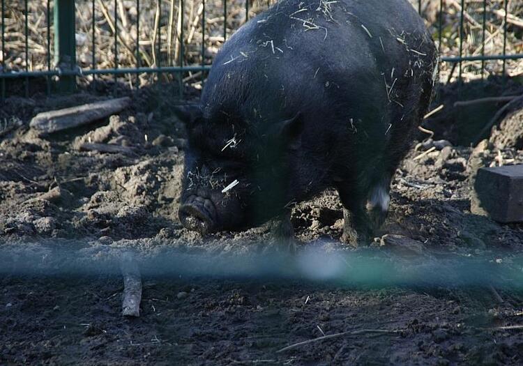 Zahl der schweinehaltenden Betriebe geht weiter zurück